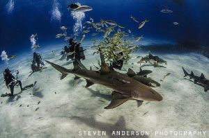 Divers photograph sharks in the clear blue water of the B... by Steven Anderson 